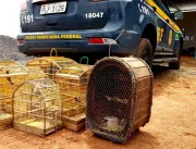 PRF flagra crime ambiental e resgata animais silve