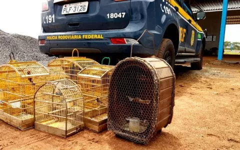 PRF flagra crime ambiental e resgata animais silve