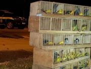 PRF resgata aves silvestres no compartimento do ta