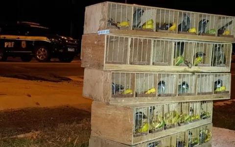 PRF resgata aves silvestres no compartimento do ta