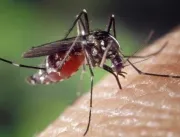 Pesquisadores criam teste que detecta zika por R$ 