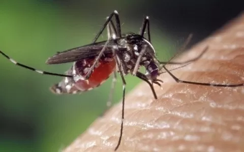 Dengue cresce 224% no país, com epidemia em três E