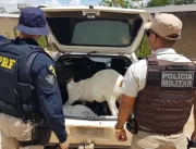 Após furtar caprinos, homens são detidos pela PRF 
