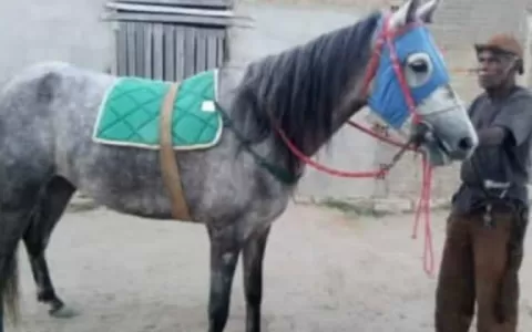 Égua é furtada de propriedade no Pontilhão em Jaco