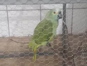 Papagaio é apreendido após anunciar chegada de pol
