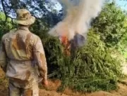 Polícia queima mais de uma tonelada de maconha em 