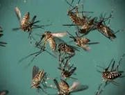 Aedes consegue transmitir zika, dengue e chikungun