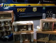 PRF resgata 24 pássaros sendo transportados irregu