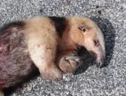 Ameaçado de extinção, tamanduá-mirim morre atropel