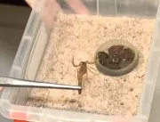 Mais de 140 casos de picadas de escorpião são regi