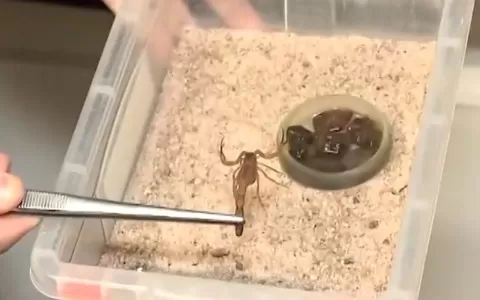 Mais de 140 casos de picadas de escorpião são regi