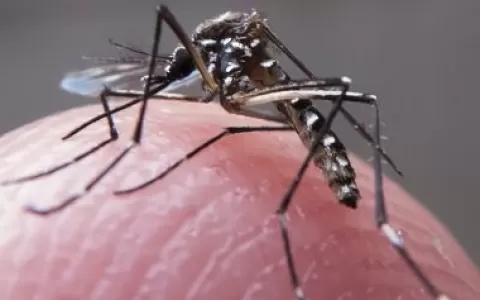 Mortes por dengue somam quase 300 no Brasil, total