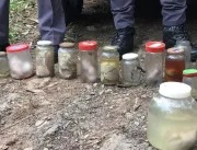 Policiais encontram mais de 20 frascos com fetos e