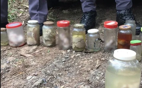 Policiais encontram mais de 20 frascos com fetos e