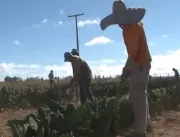 Presos trabalham em plantação de palma na Bahia pa