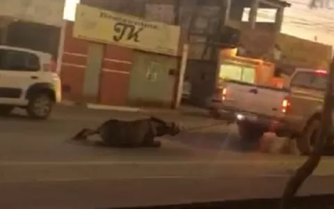 Motorista é filmado arrastando cavalo amarrado em 