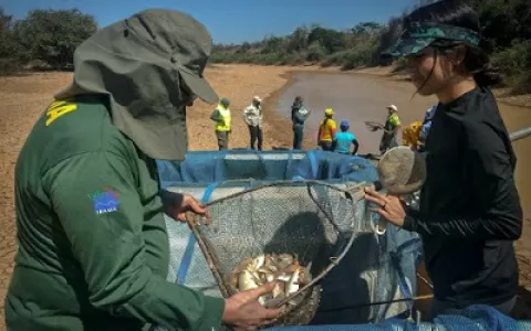 Ibama resgata 230 mil peixes na lagoa de Itaparica