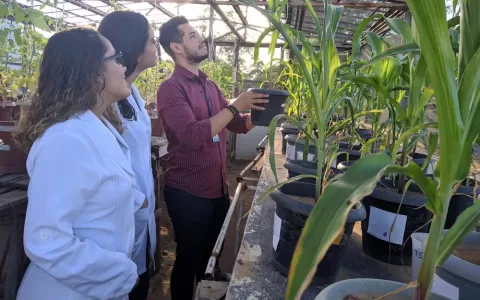 Cientista baiano busca utilizar vegetação da Caati