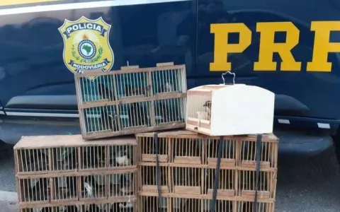 PRF resgata pássaros sendo transportados irregular
