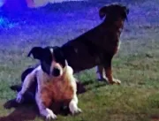 Cães atacam transeuntes nas ruas de Serrolândia