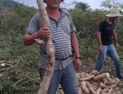 Agricultor colhe mandioca de 2,1 metros em Queimad