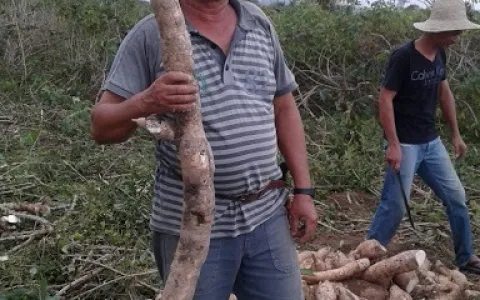 Agricultor colhe mandioca de 2,1 metros em Queimad