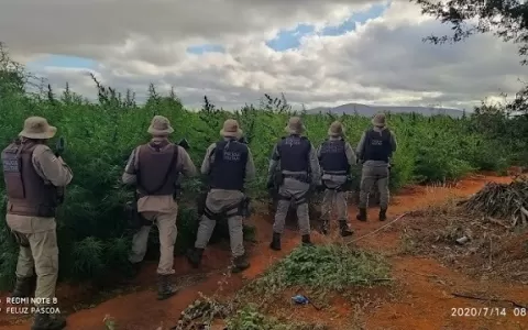 Polícia Militar encontra plantação com 200 mil pés