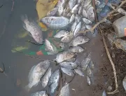 Centenas de peixes mortos são encontrados no açude