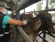 Bahia deve vacinar mais de 10 milhões de animais c