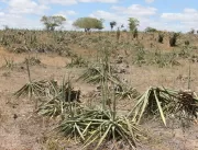 Consequências da seca III – População rural do ter