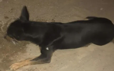 Cachorros são mortos por envenenamento em Quixabei