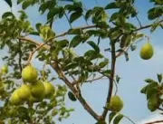 Umbu - Fruta do nordeste