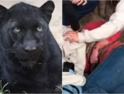 ASSISTA: Mulher é atacada por jaguar em zoológico 