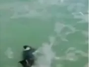 VÍDEO: Bombeiros resgatam cadela em alto-mar após 