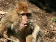 Macaco é morto pelo seu próprio bando em zoo após 