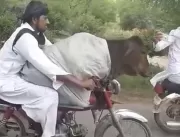 Vaca é flagrada pegando carona em moto: VEJA VÍDEO