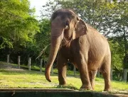 MPF vai investigar tratamento da elefanta Lady na 