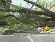 Árvore cai, interdita avenida e atinge motociclist