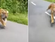 POR UM TRIZ! Tigre tenta atacar motociclistas em p