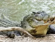 Atenção, cenas fortes! Crocodilo gigante devora ca
