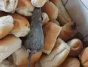 Rato morto é achado junto a pães servidos no siste