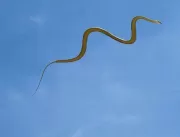Cobras voadoras intrigam cientistas; assista ao ví