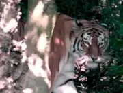 Tigre mata e mutila criança durante passeio em bos