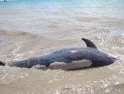 Golfinho é encontrado morto em praia de Cabedelo 