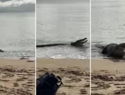 Crocodilo de 4 metros aparece em praia e engole fi