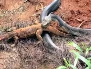 Vídeo chocante mostra a cobra mais venenosa do mun