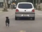 A VERDADE - Cachorro que correu atrás de carro não