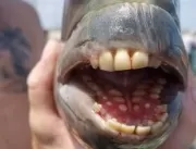 Peixe com dentes humanos é capturado em pescaria 
