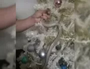 Vídeo. Família acha cobra venenosa enrolada em árv