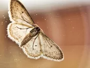 Entenda como mariposas provocaram surto misterioso
